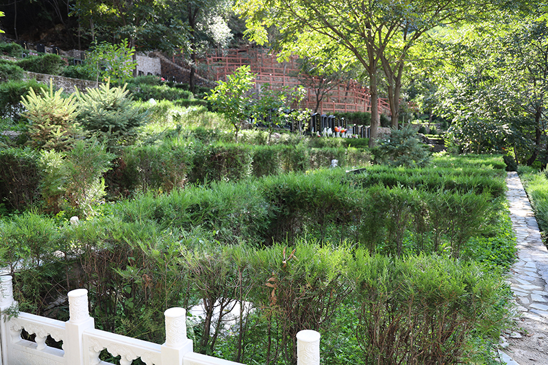 九公山长城纪念林：长城畔的生命纪念圣地（